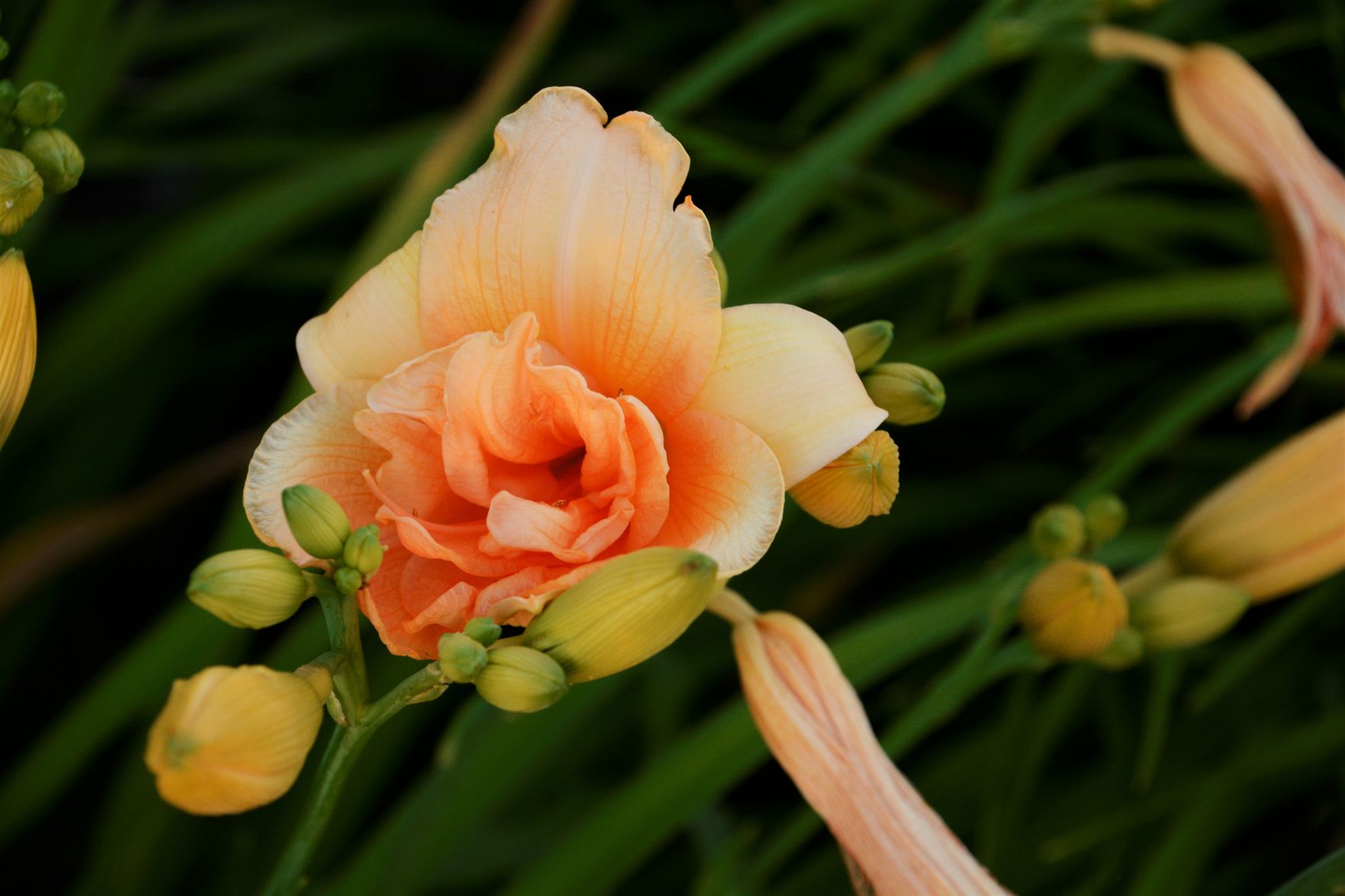 Blooming